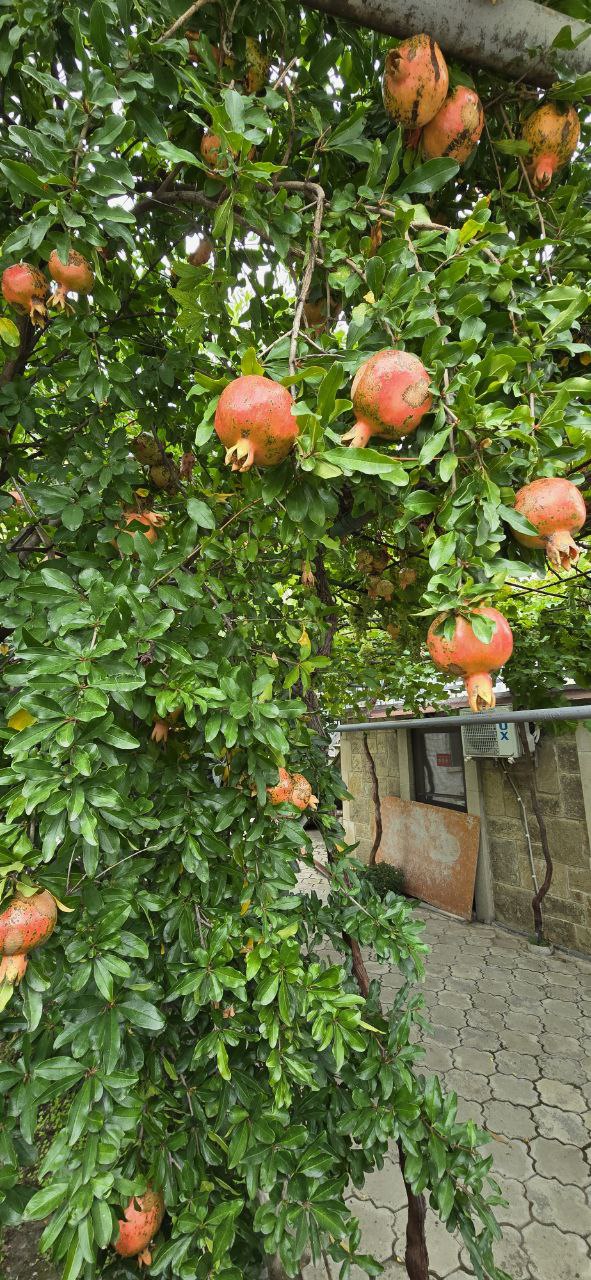 В объятиях таинственной Грузии с отдыхом в загородном Vip комплексе (8/35)