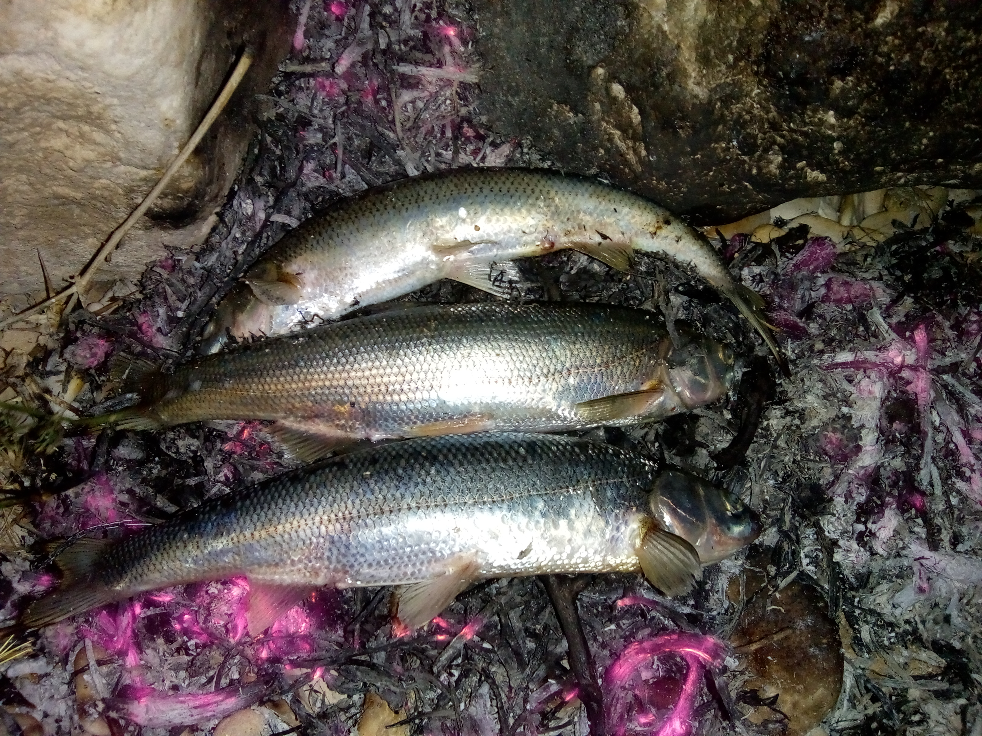 Озеро Ван, Арарат и древние тайны (5/33)