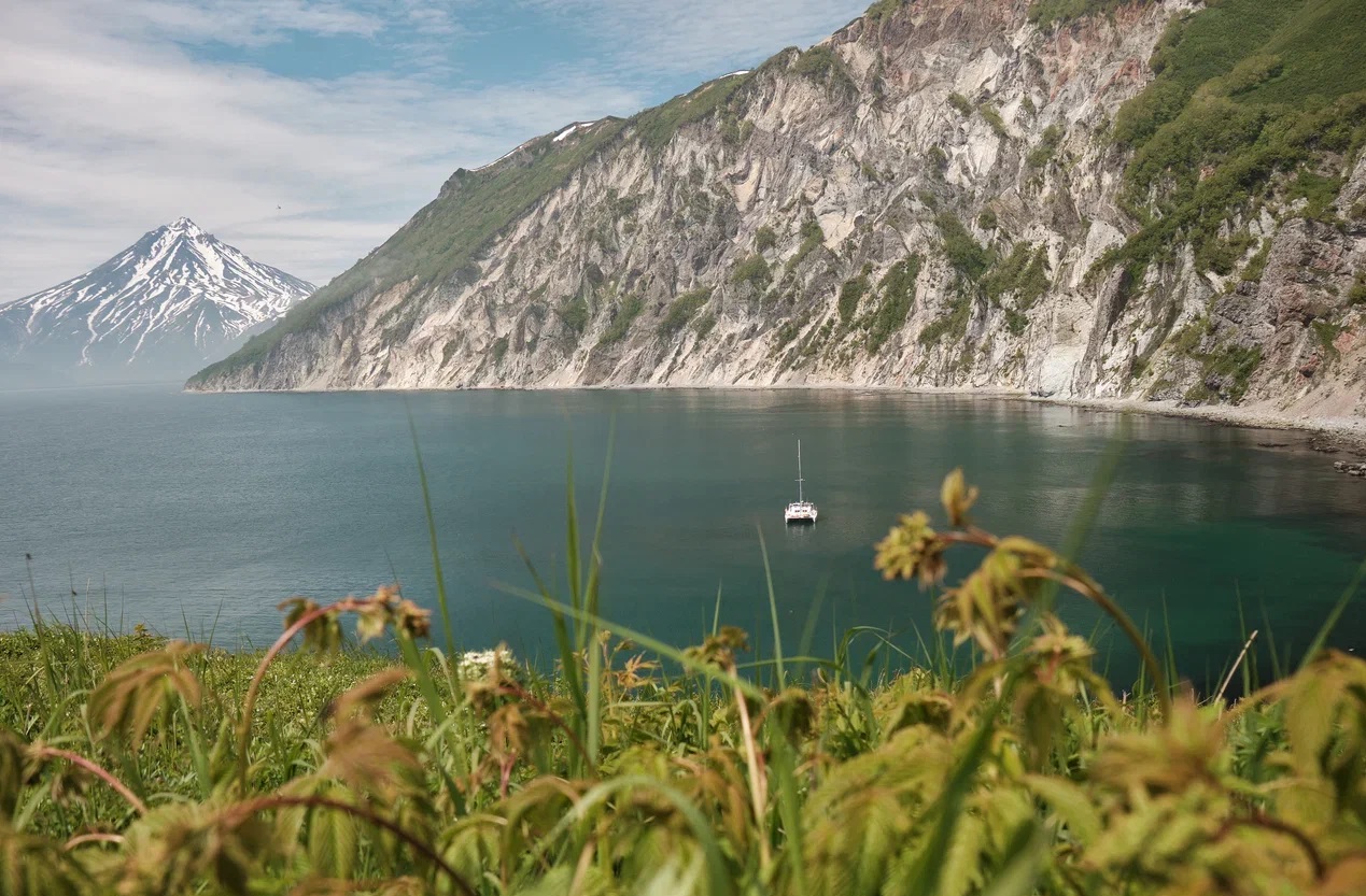 Косатки и медведи