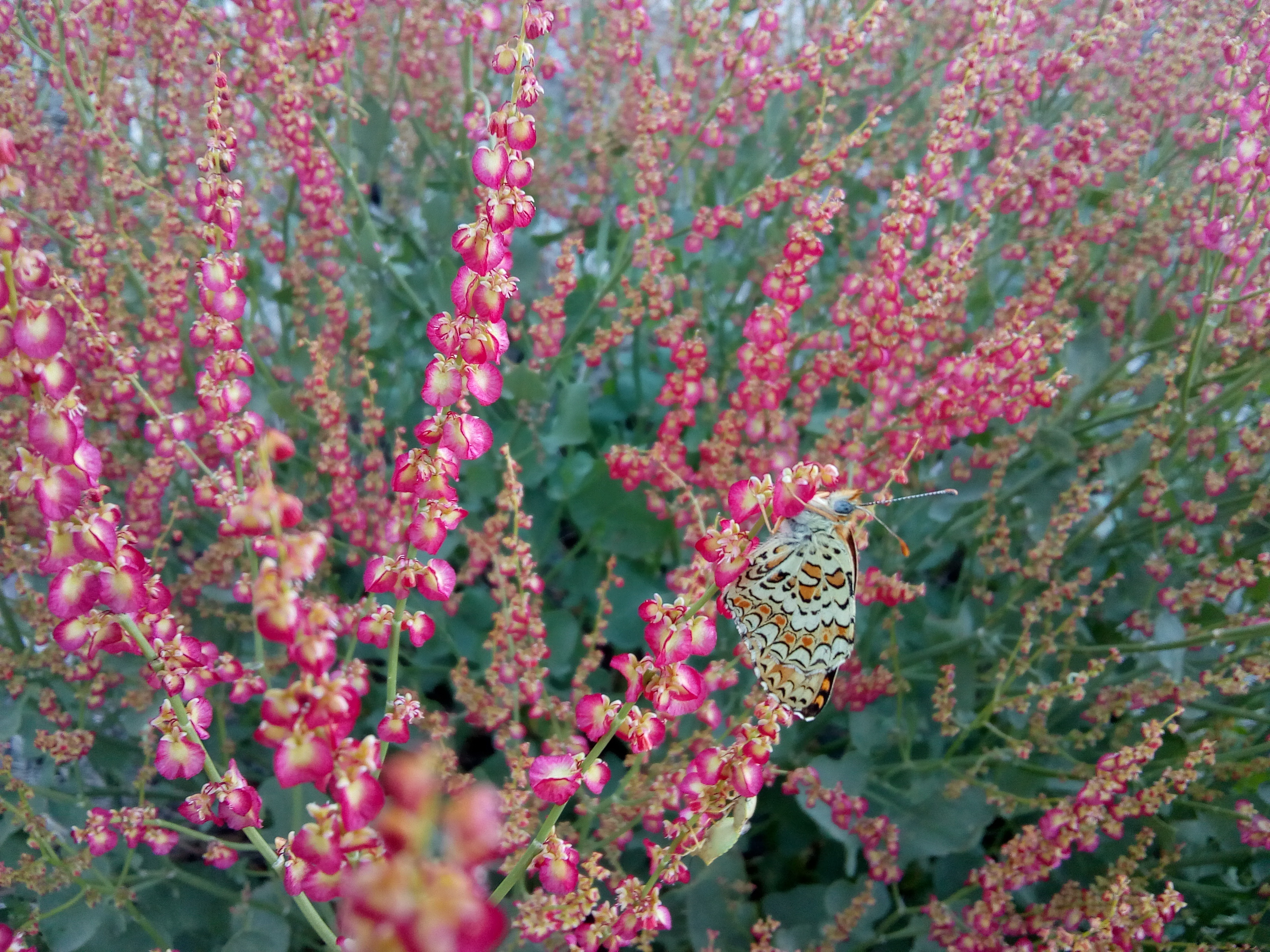 Озеро Ван, Арарат и древние тайны (3/33)