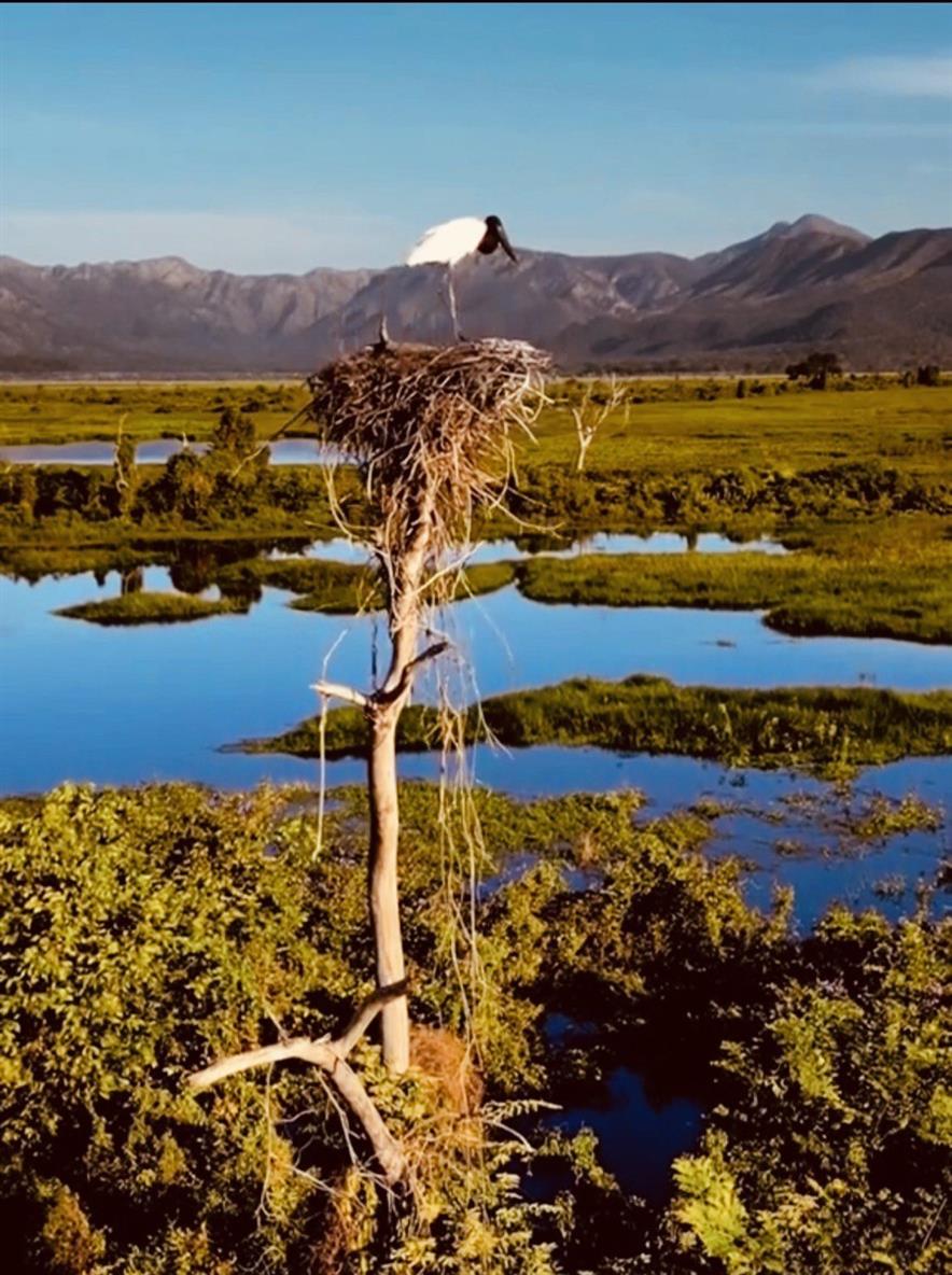 Бразилия: Рио, Пантанал, Бонито, Игуасу (18/80)