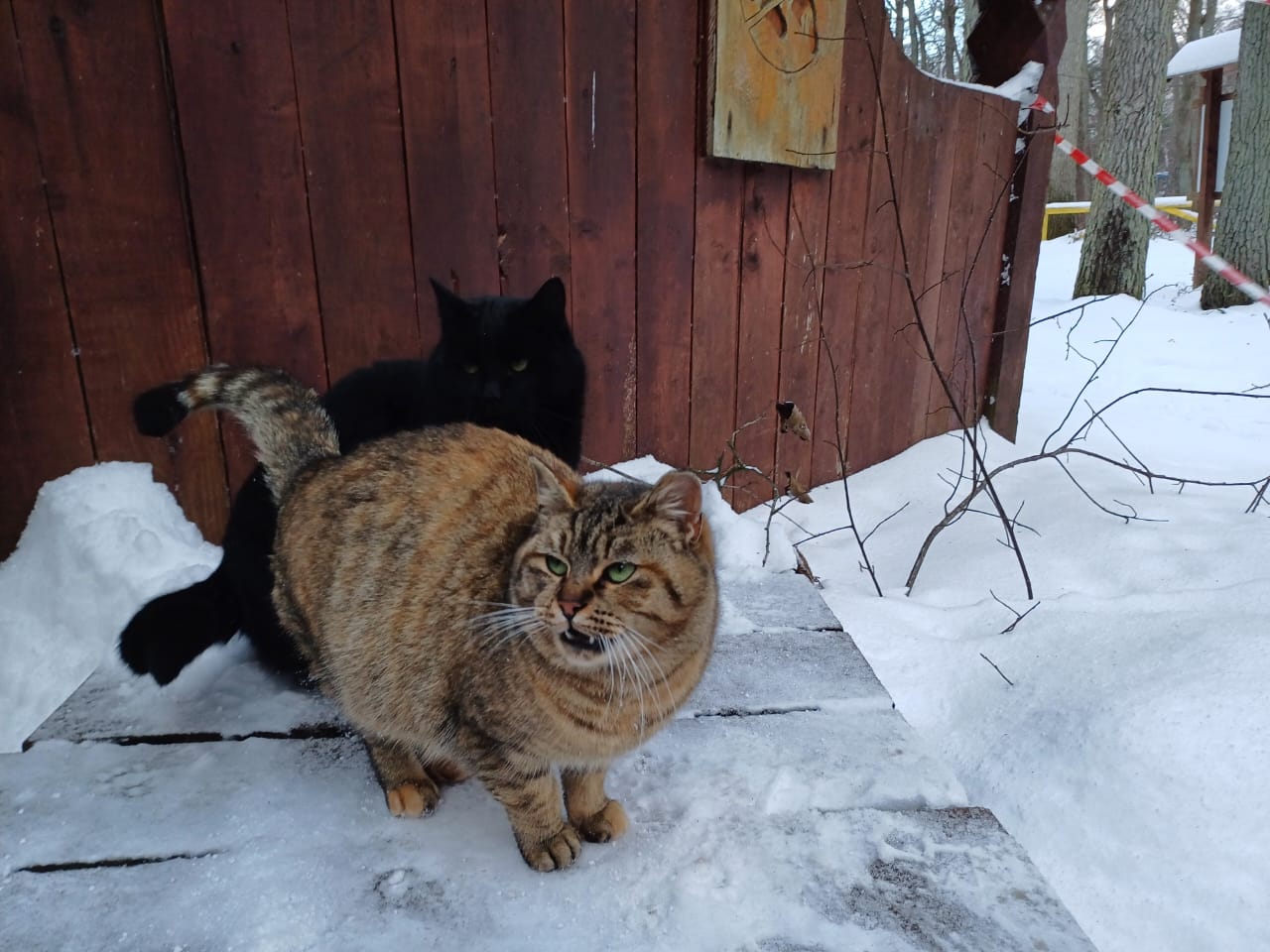 Новогодний Калининград с детьми (23/34)