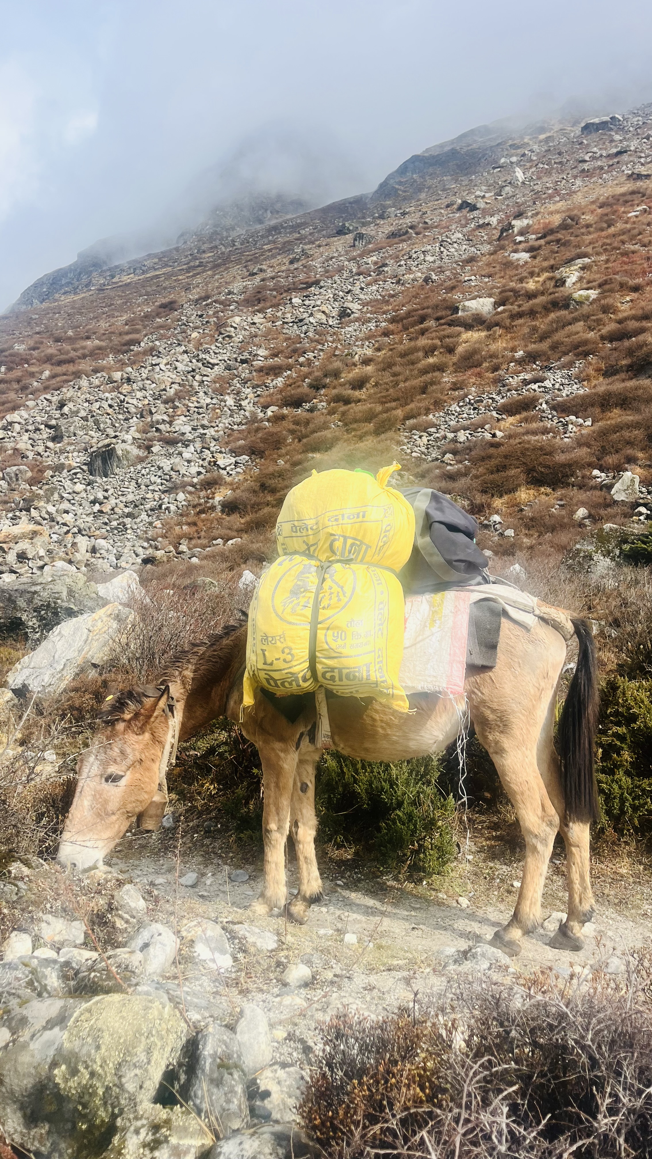 Треккинг вокруг Манаслу 15 дней (8/16)