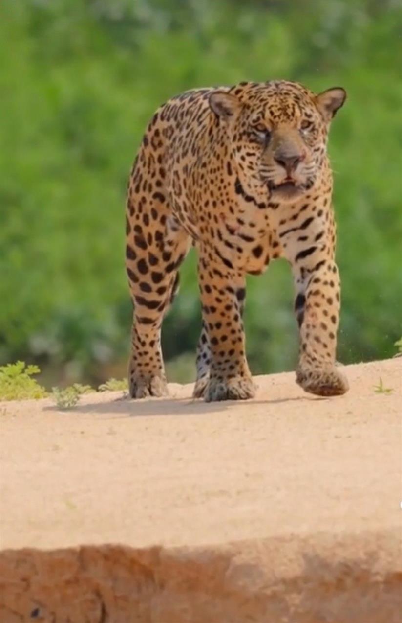 Бразилия: Рио, Пантанал, Бонито, Игуасу (11/80)