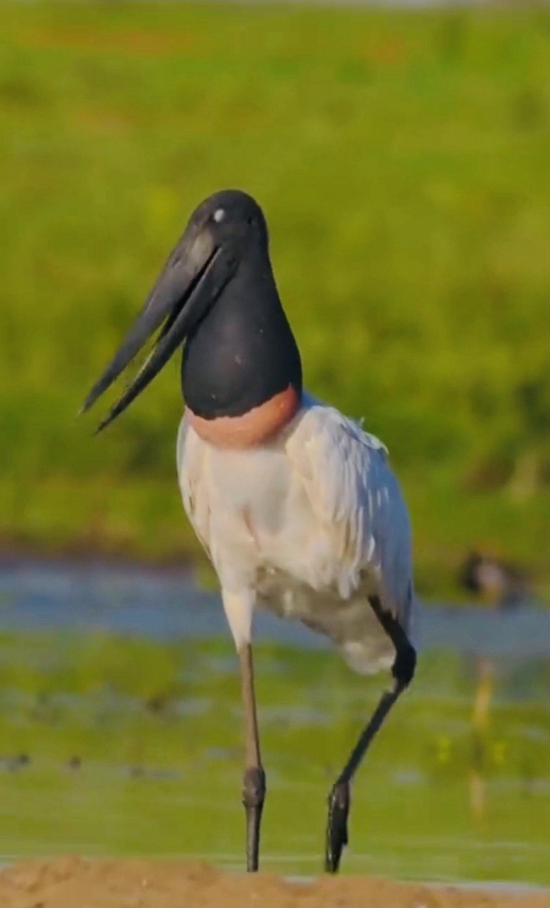 Бразилия: Рио, Пантанал, Бонито, Игуасу (17/80)