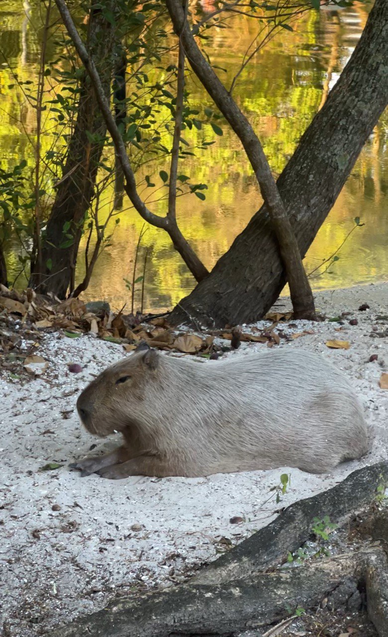 Бразилия: Рио, Пантанал, Бонито, Игуасу (5/80)