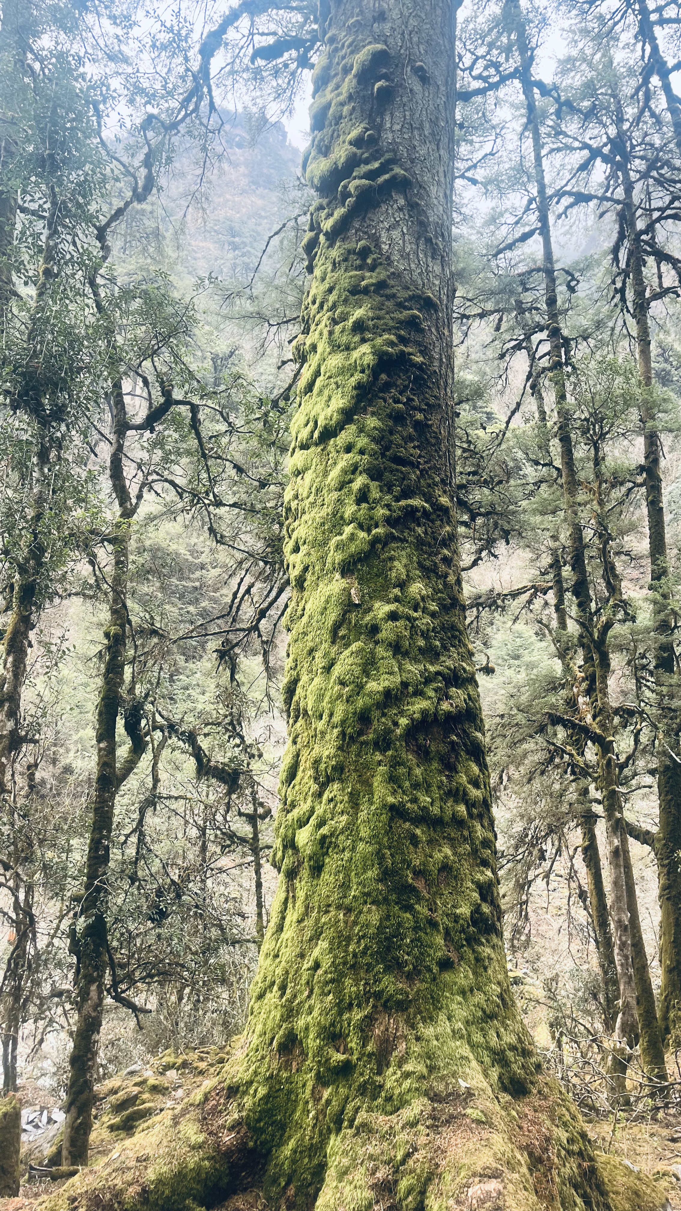 Треккинг вокруг Манаслу 15 дней (5/16)