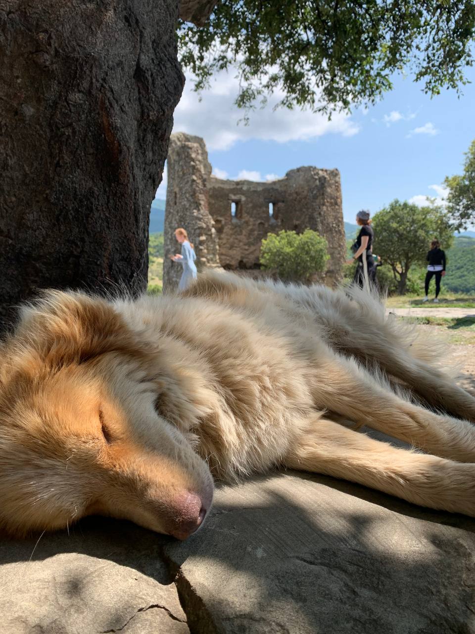 Изобильная Грузия (9/128)