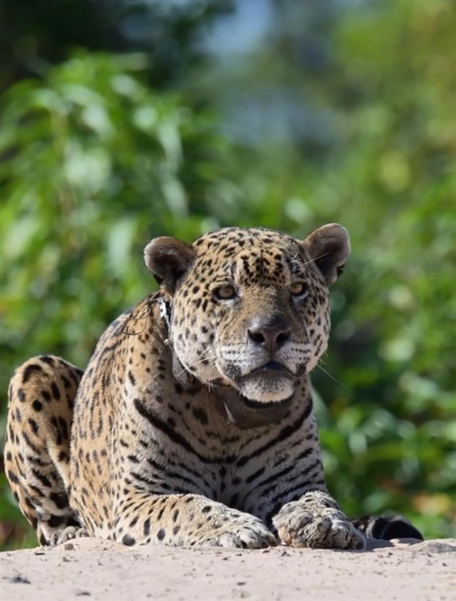 Бразилия: Рио, Пантанал, Бонито, Игуасу (2/80)