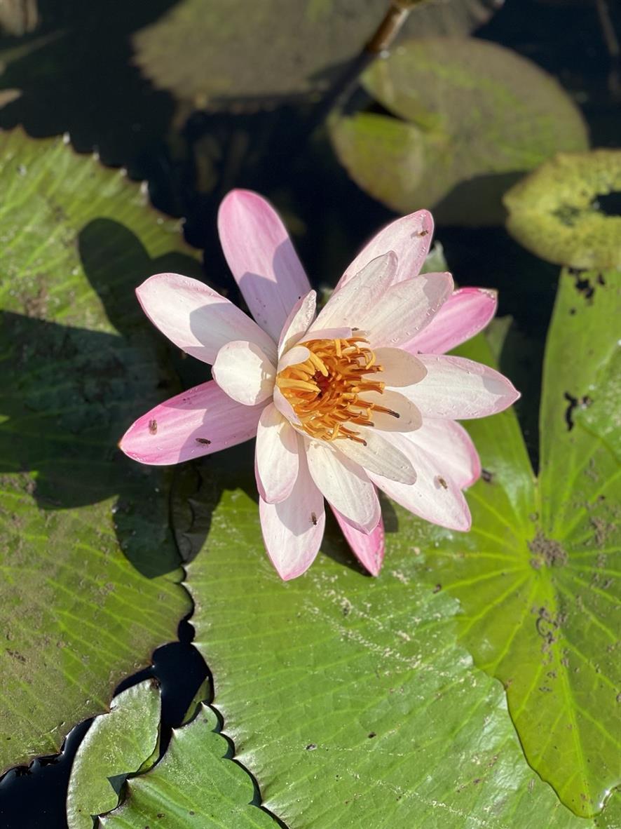 Бразилия: Рио, Пантанал, Бонито, Игуасу (14/80)