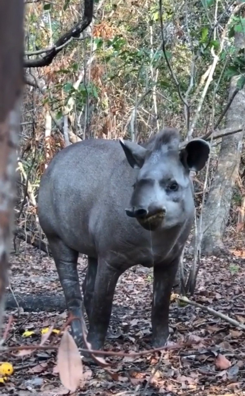 Бразилия: Рио, Пантанал, Бонито, Игуасу (6/80)