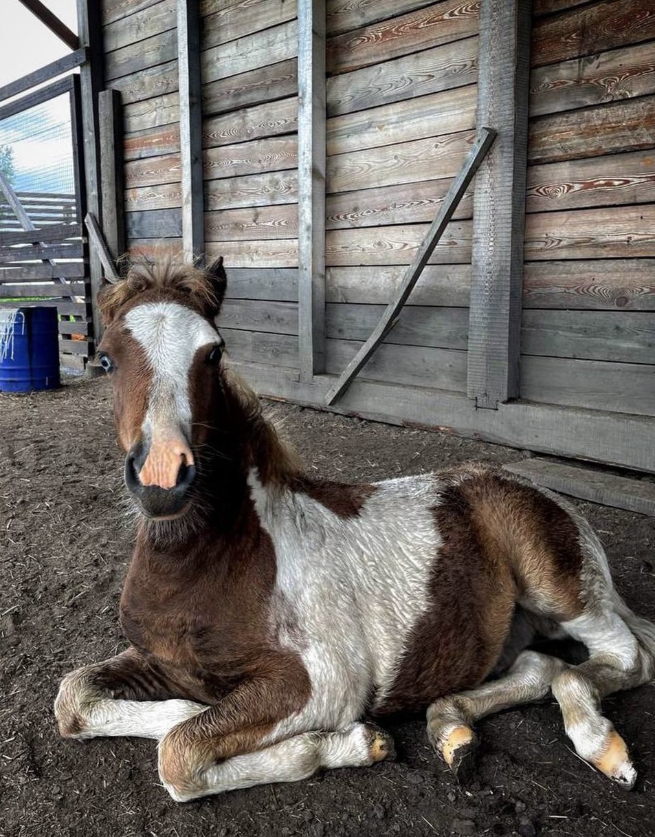 Бурятия, Аршан — дацаны, вулканы и термальные источники (20/44)