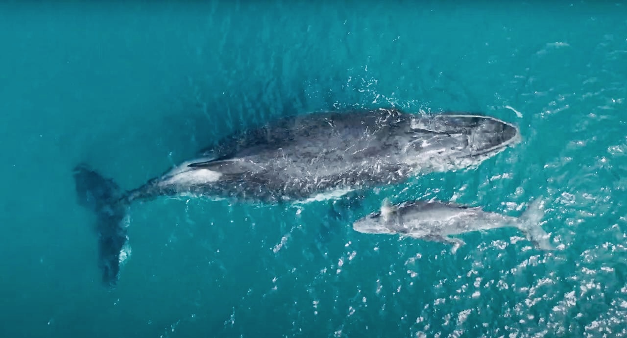 Сент-Мари: райский остров китов и пиратов (14/37)