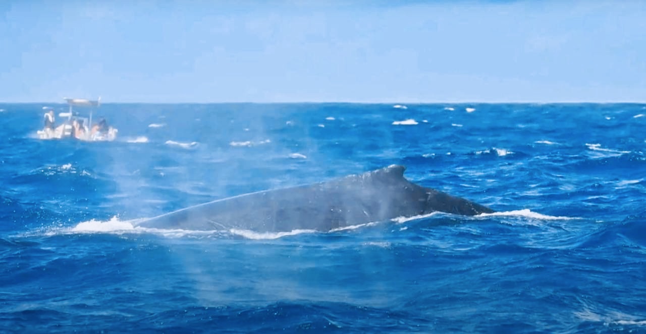 Сент-Мари: райский остров китов и пиратов (4/37)