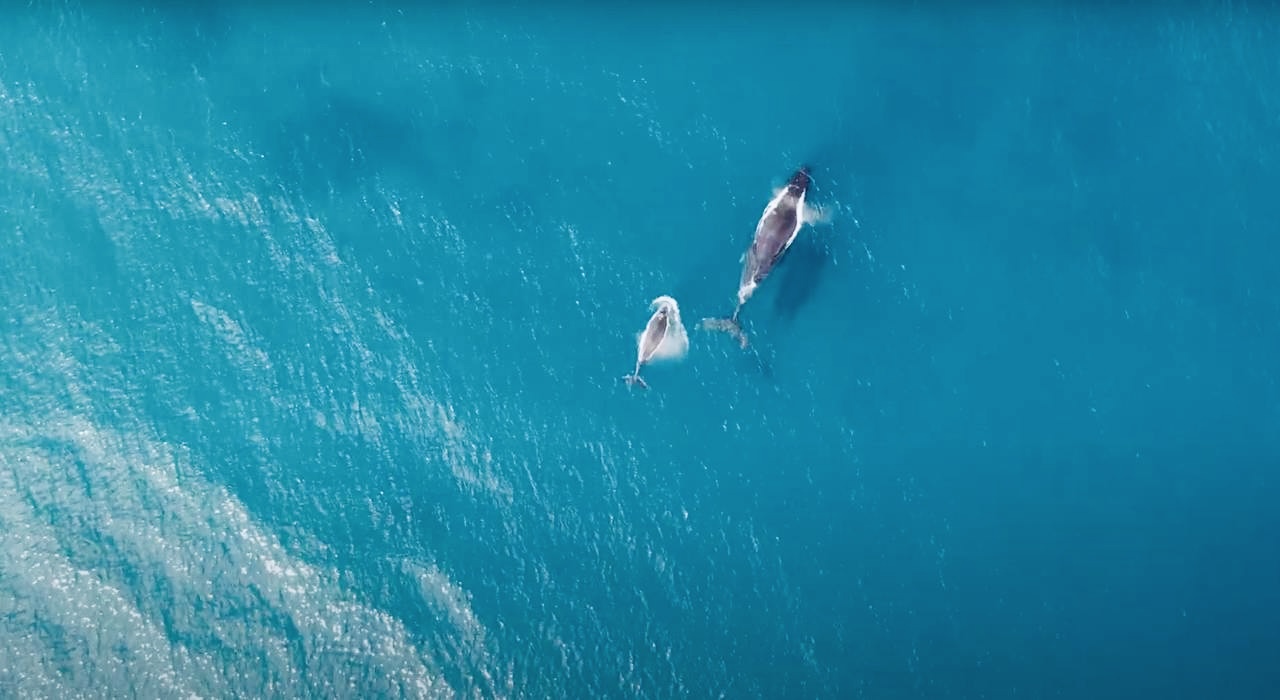 Сент-Мари: райский остров китов и пиратов (5/37)