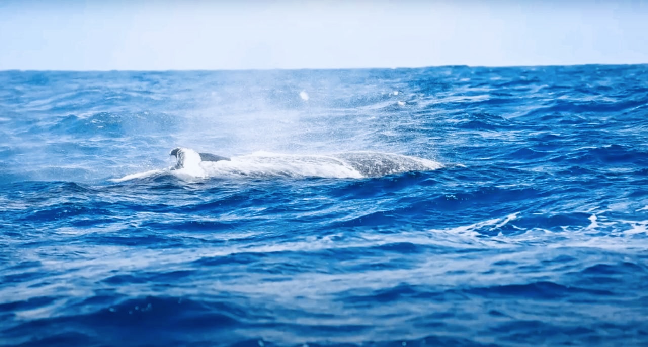 Сент-Мари: райский остров китов и пиратов (2/37)