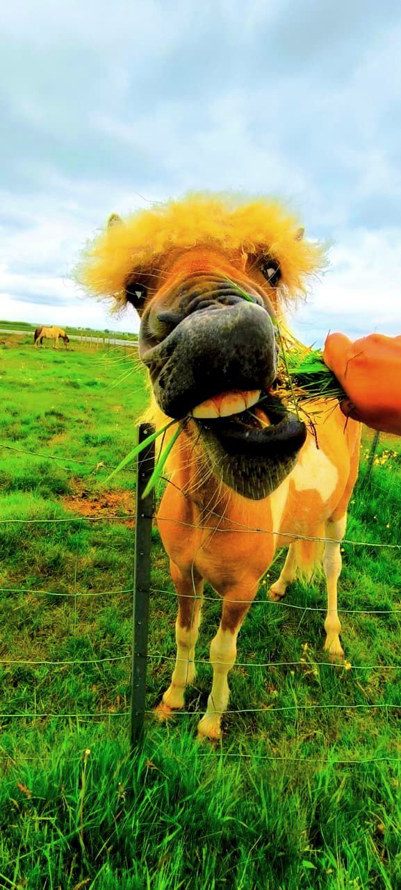 Исландия - вояж в страну огня и льда + киты (23/64)