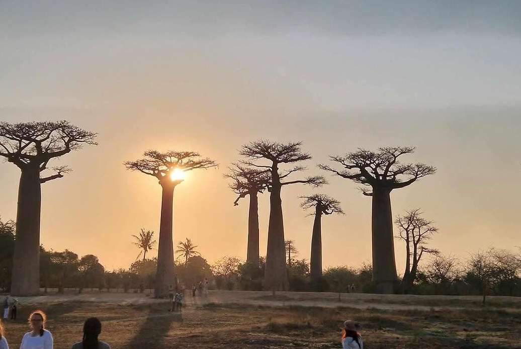 Экотрейл Аллея Баобабов (7/7)