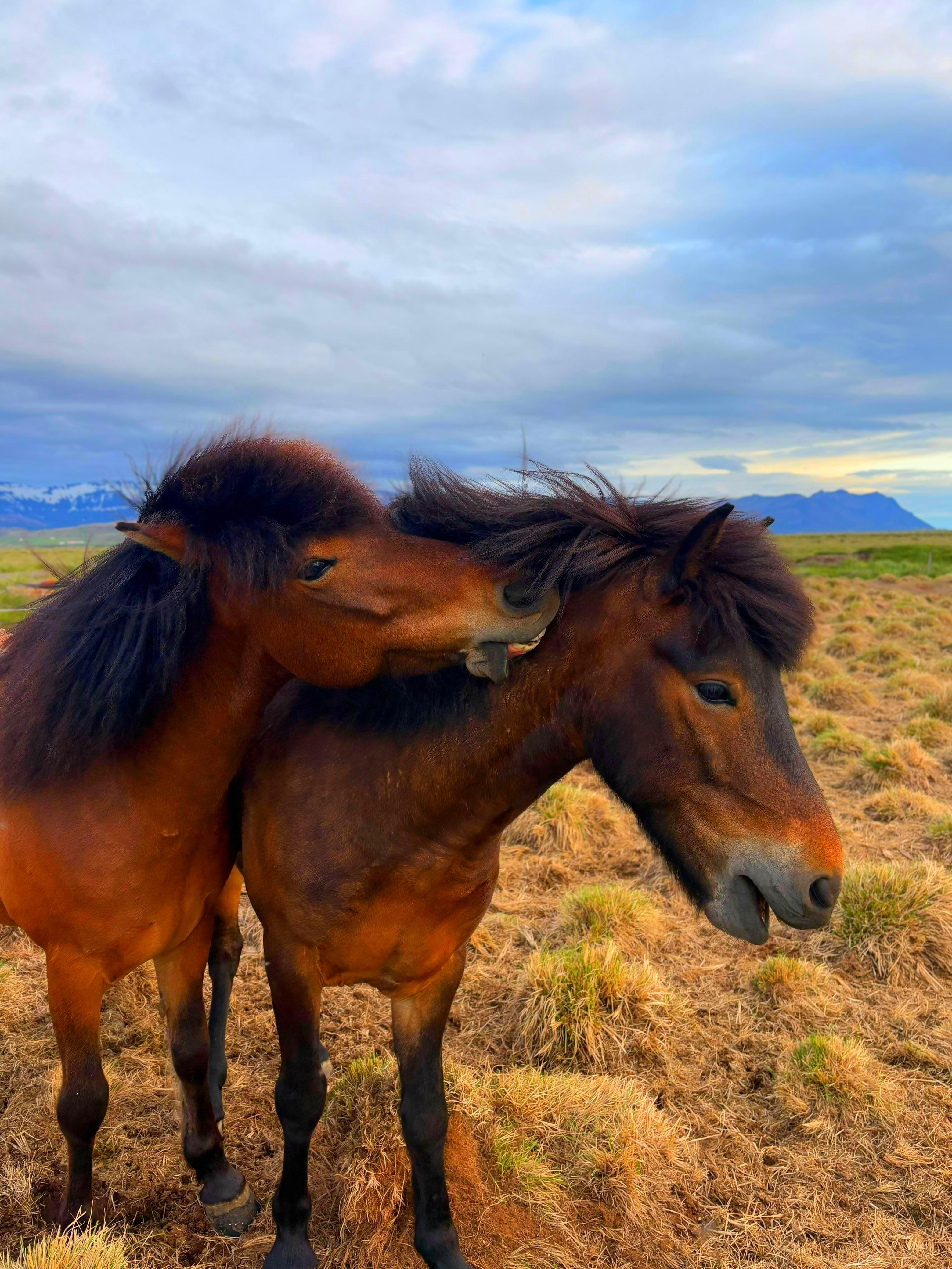 Исландия - вояж в страну огня и льда + киты (15/64)