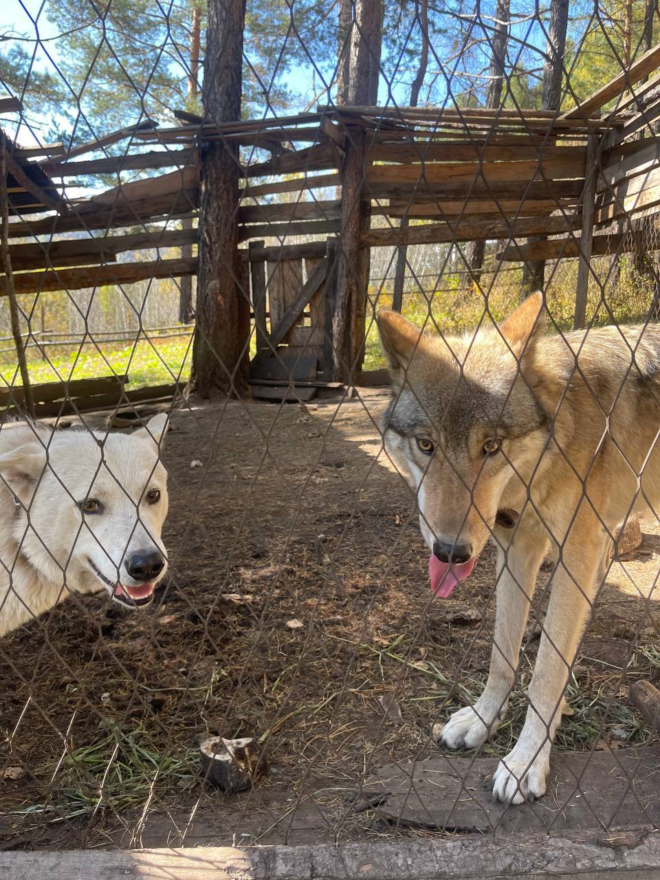 Большое Голоустное и величие Байкала (39/46)