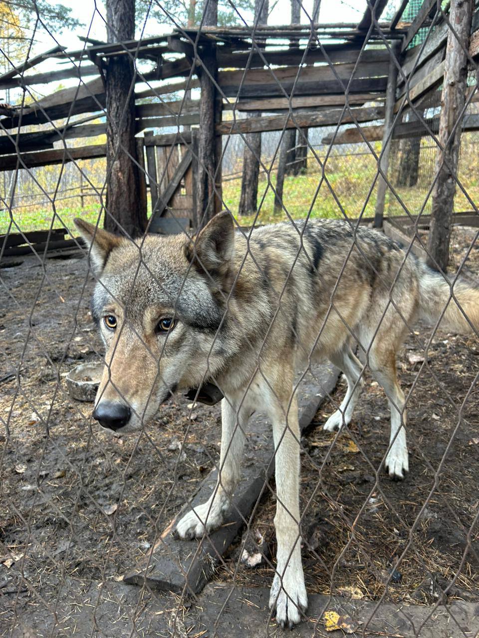 Большое Голоустное и величие Байкала (40/46)