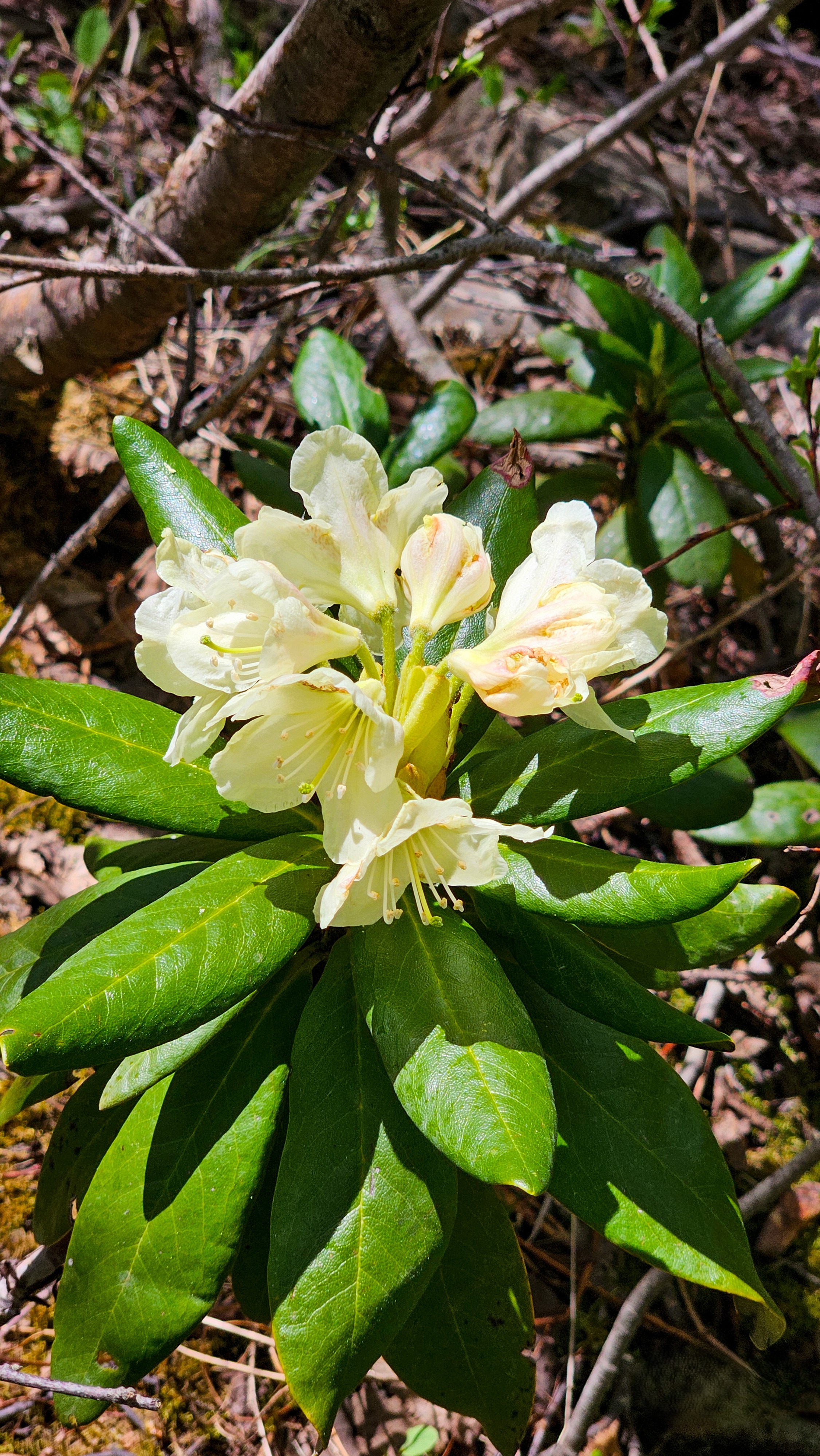 Северная Осетия. Горная любовь (из Минвод + Кисловодск) (41/121)