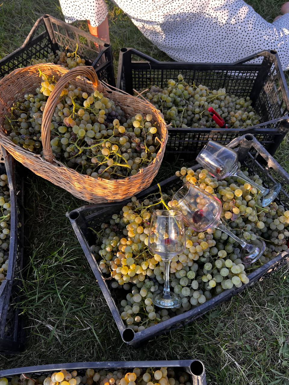 Осень, вино и свобода: путешествие в настоящую Грузию (9/24)