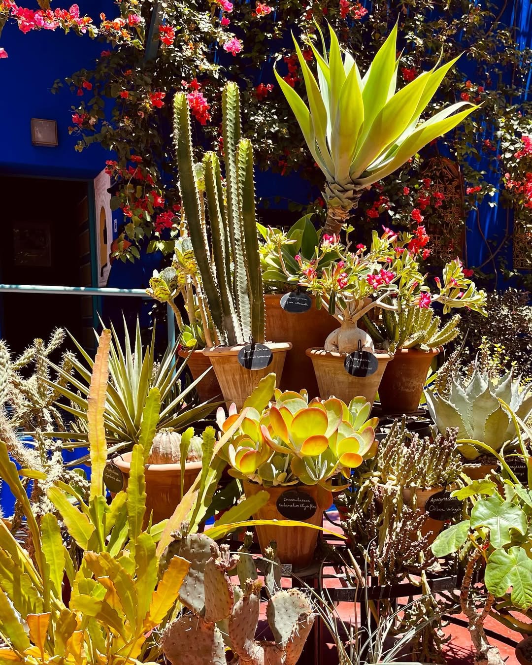 Выходные в Марокко 3 дня. (Касабланка, Танжер, Марракеш) (65/124)