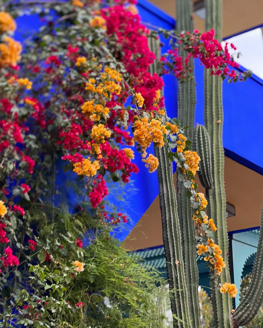 Выходные в Марокко 3 дня. (Касабланка, Танжер, Марракеш) (71/124)