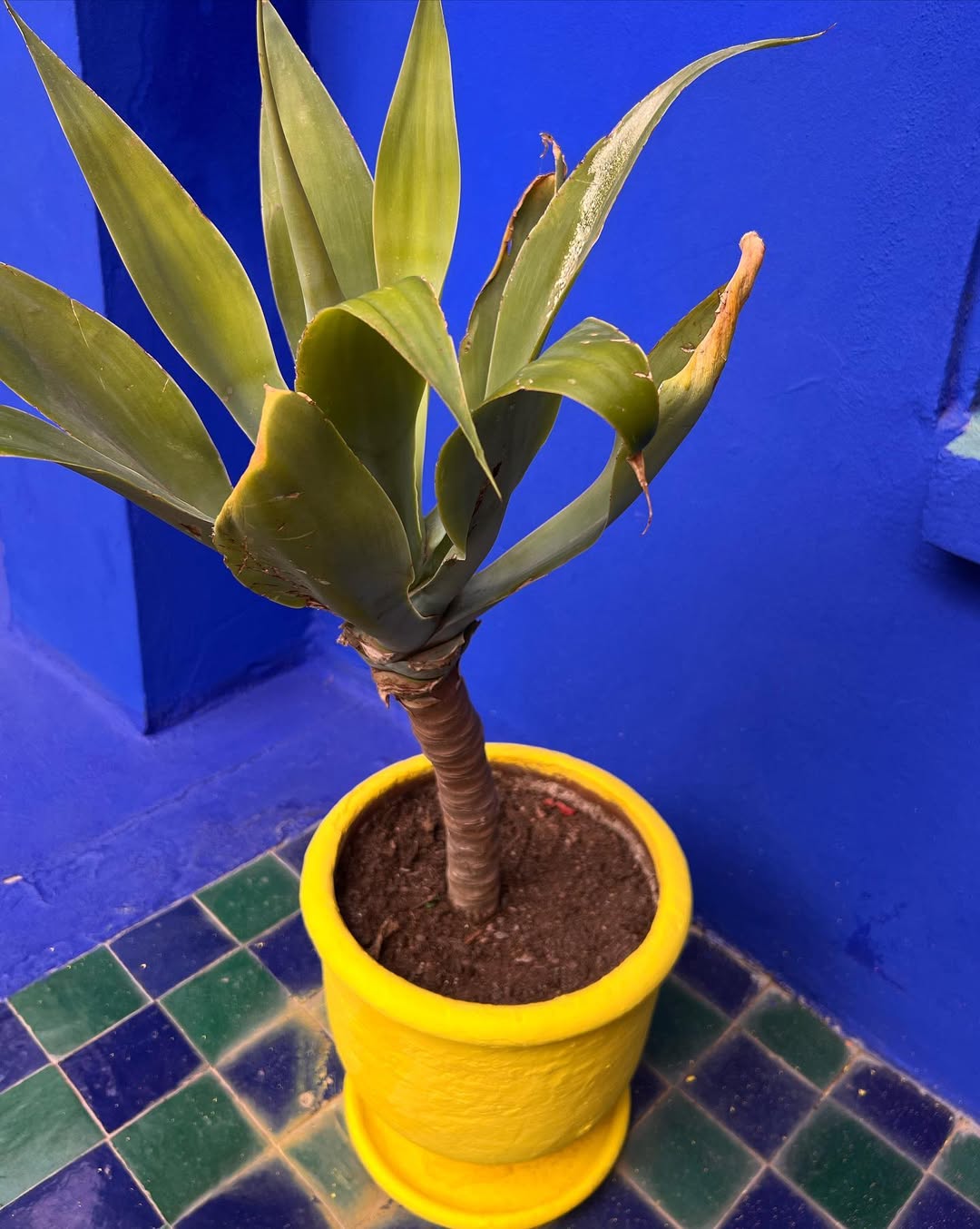 Выходные в Марокко 3 дня. (Касабланка, Танжер, Марракеш) (69/124)