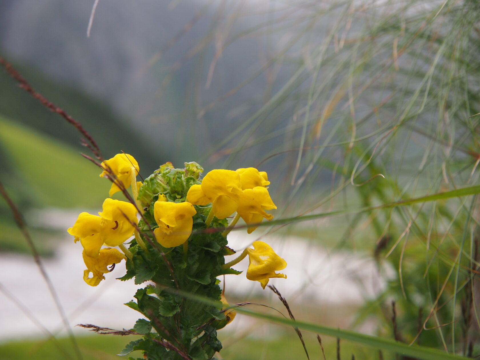 Путешествие в Долину Цветов. Экскурсионный автотур в Гхарвальских Гималаях (9/42)