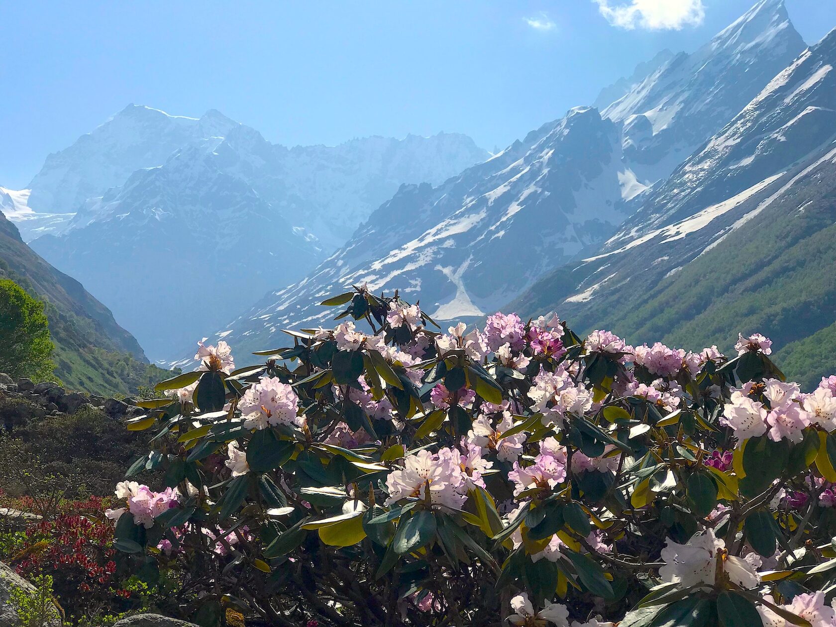 Путешествие в Долину Цветов. Экскурсионный автотур в Гхарвальских Гималаях (4/42)