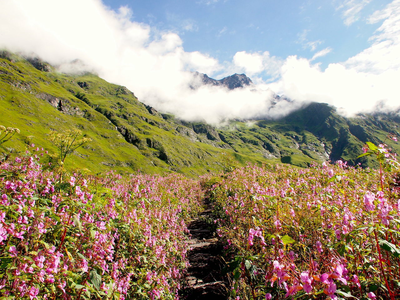 Путешествие в Долину Цветов. Экскурсионный автотур в Гхарвальских Гималаях (13/42)