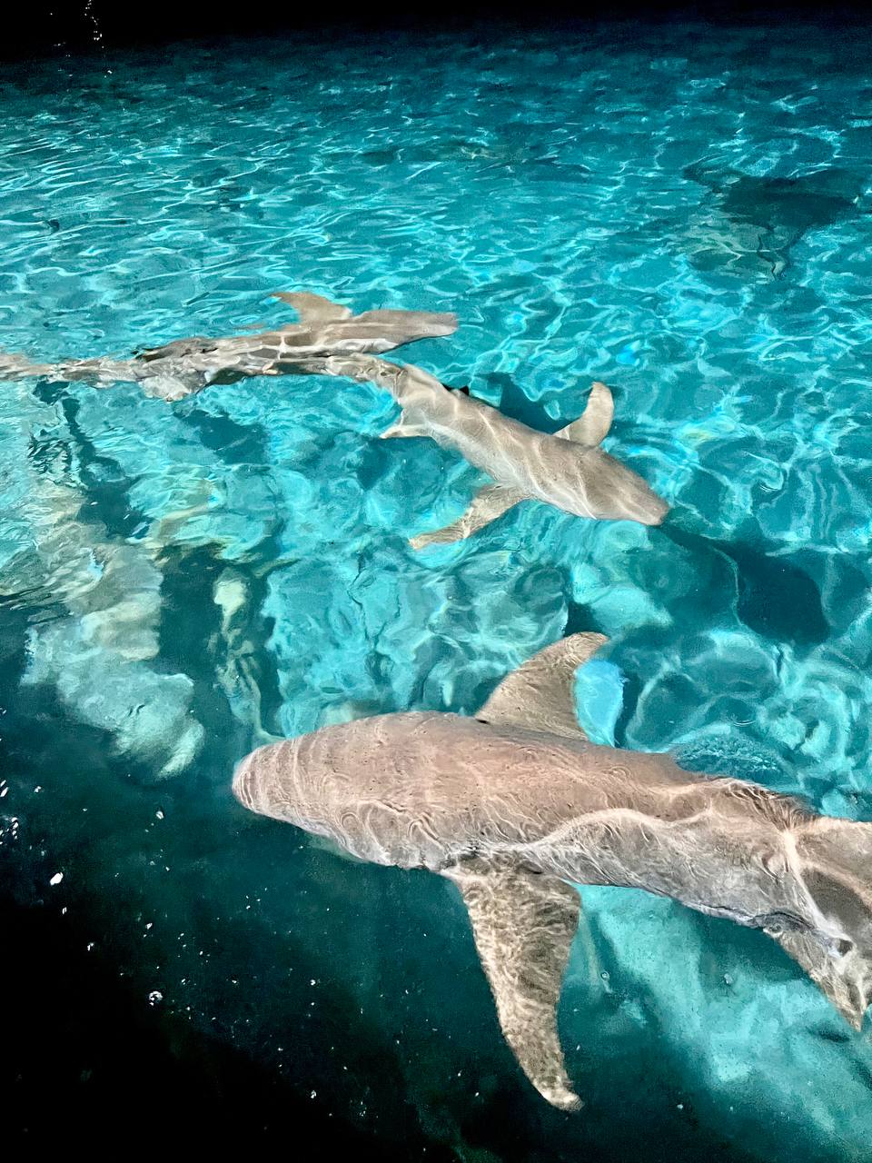 Активная Шри-Ланка и релакс на Мальдивах (25/57)