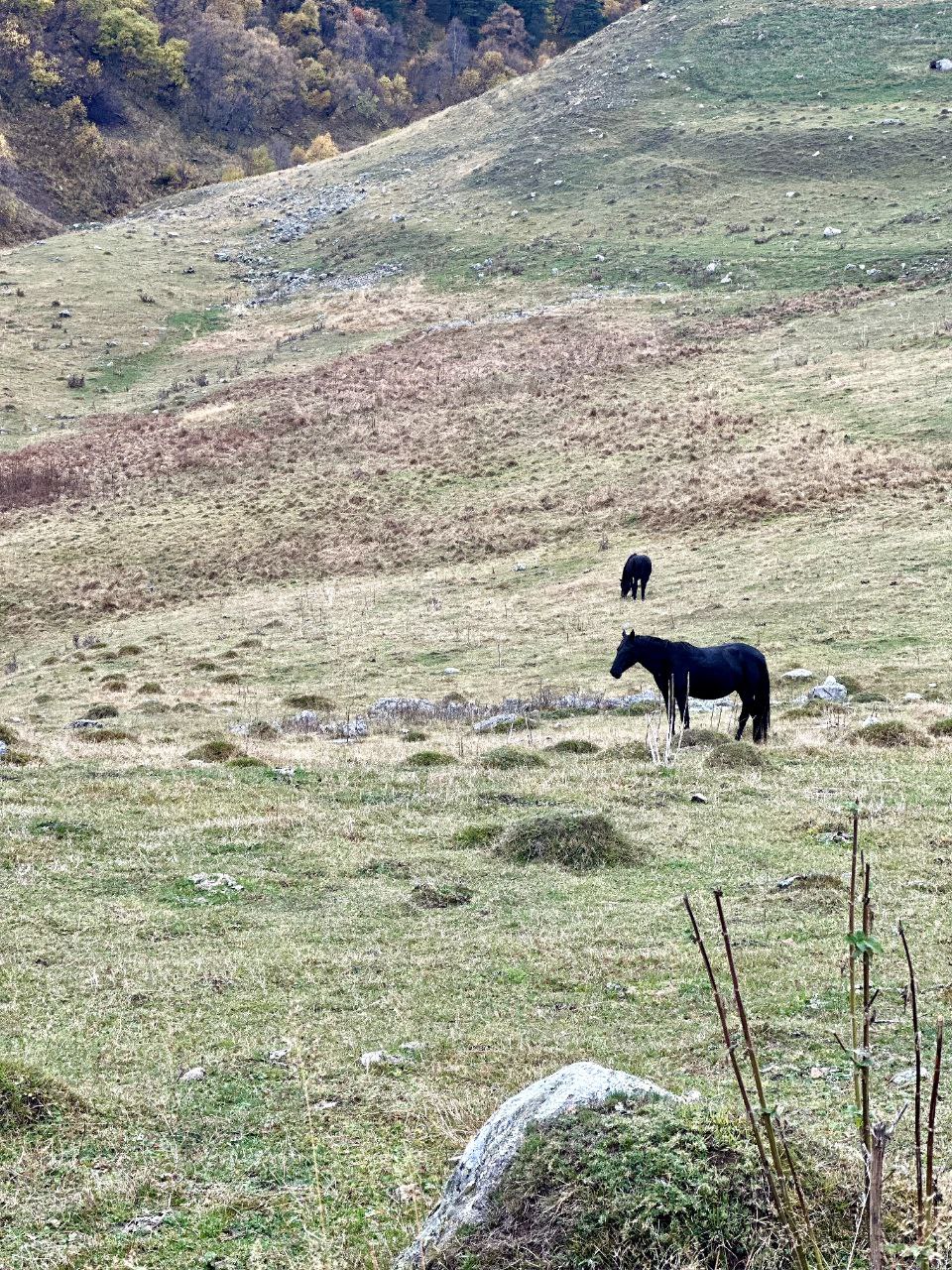 Красивый Домбай для влюбленных в горы! (34/62)