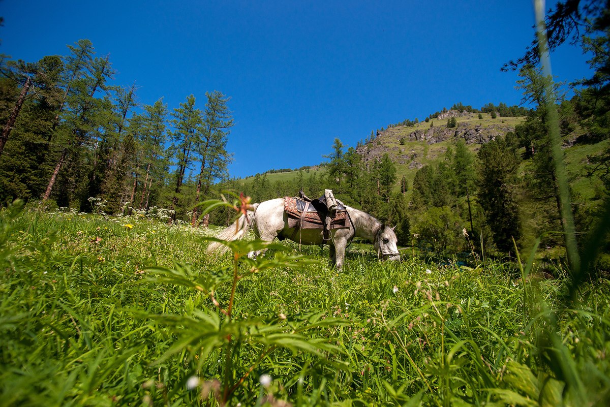 Сафари Тур по Алтаю (13/15)