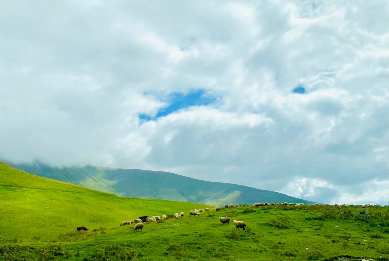 Кинотерапия и телесные практики в Грузии (5/20)