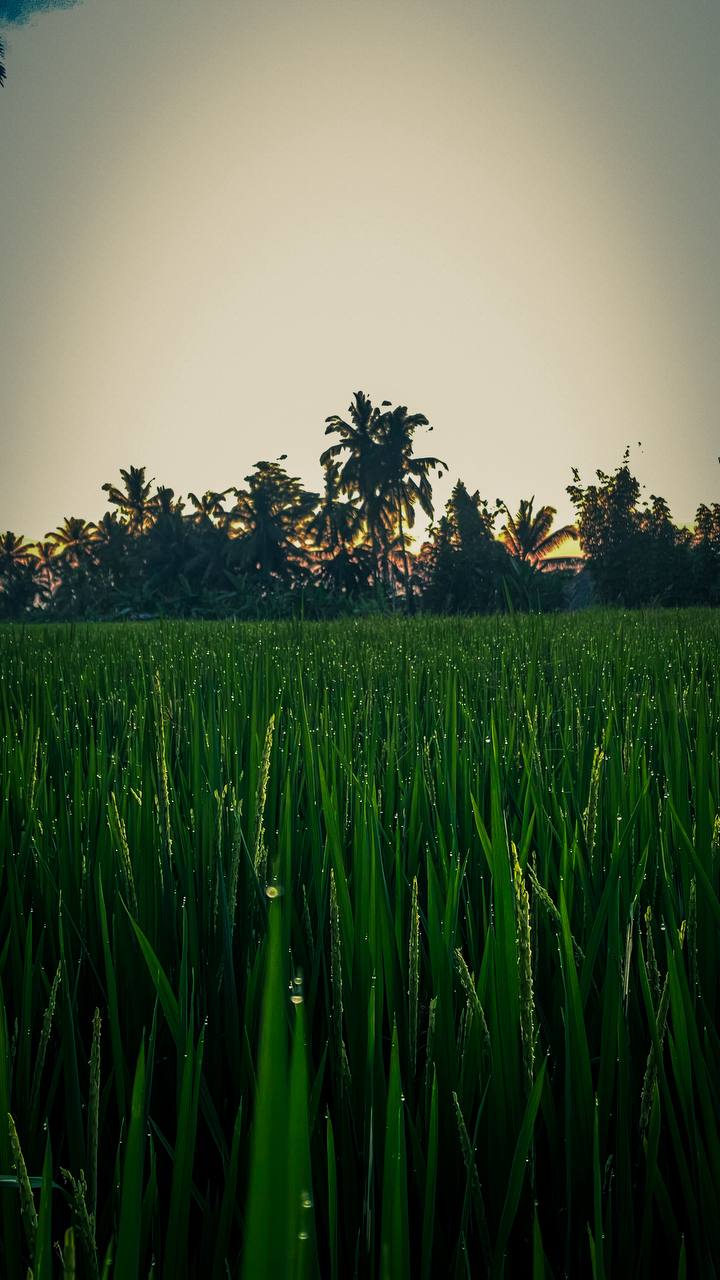 Магия Батукару: Треккинг, Храм и Горячие Источники (4/12)