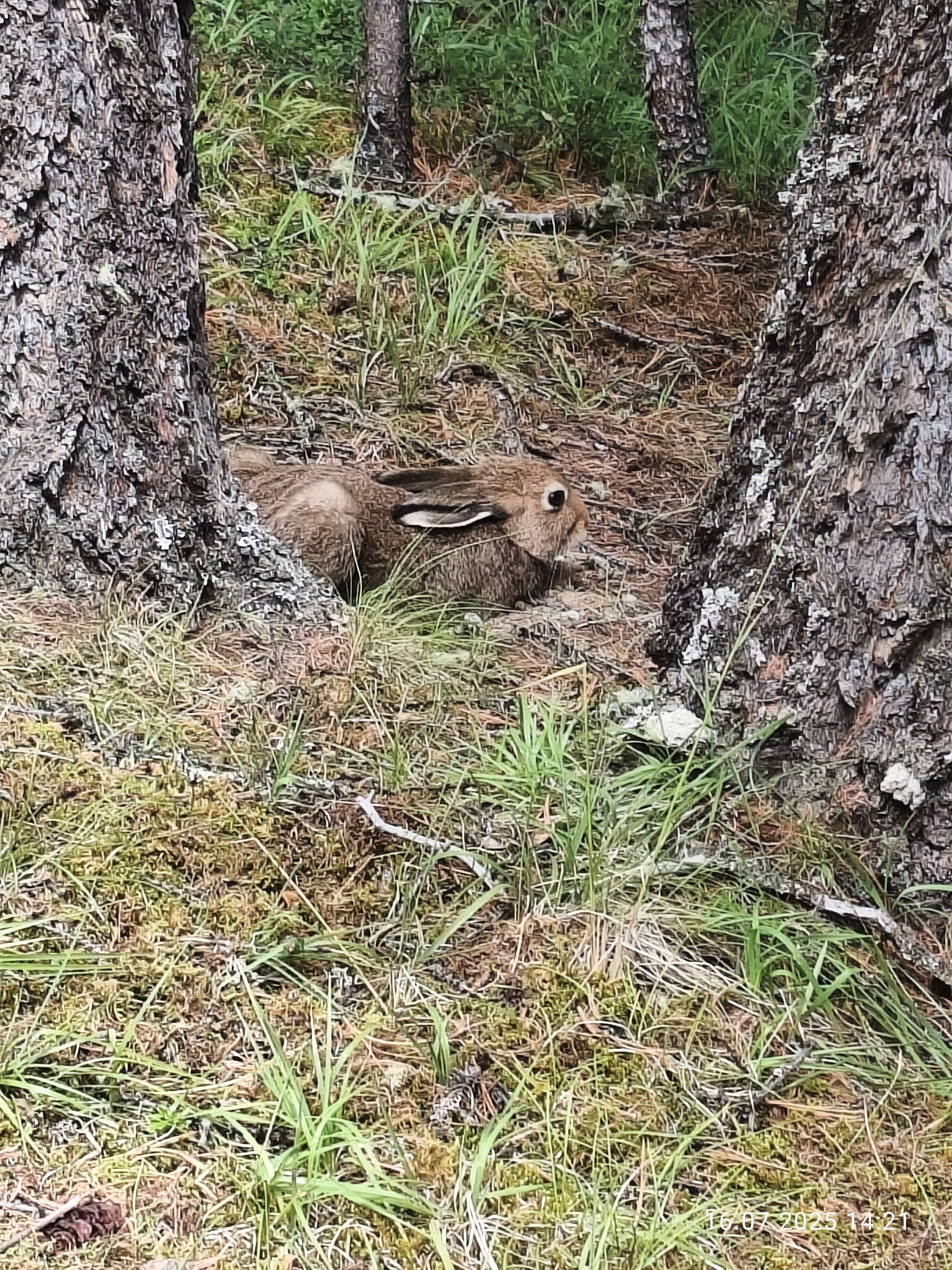 Алтайская Высотка Авто тур (21/46)