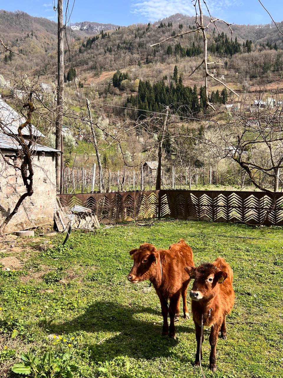 Грузия В гости к виноделам (15/17)
