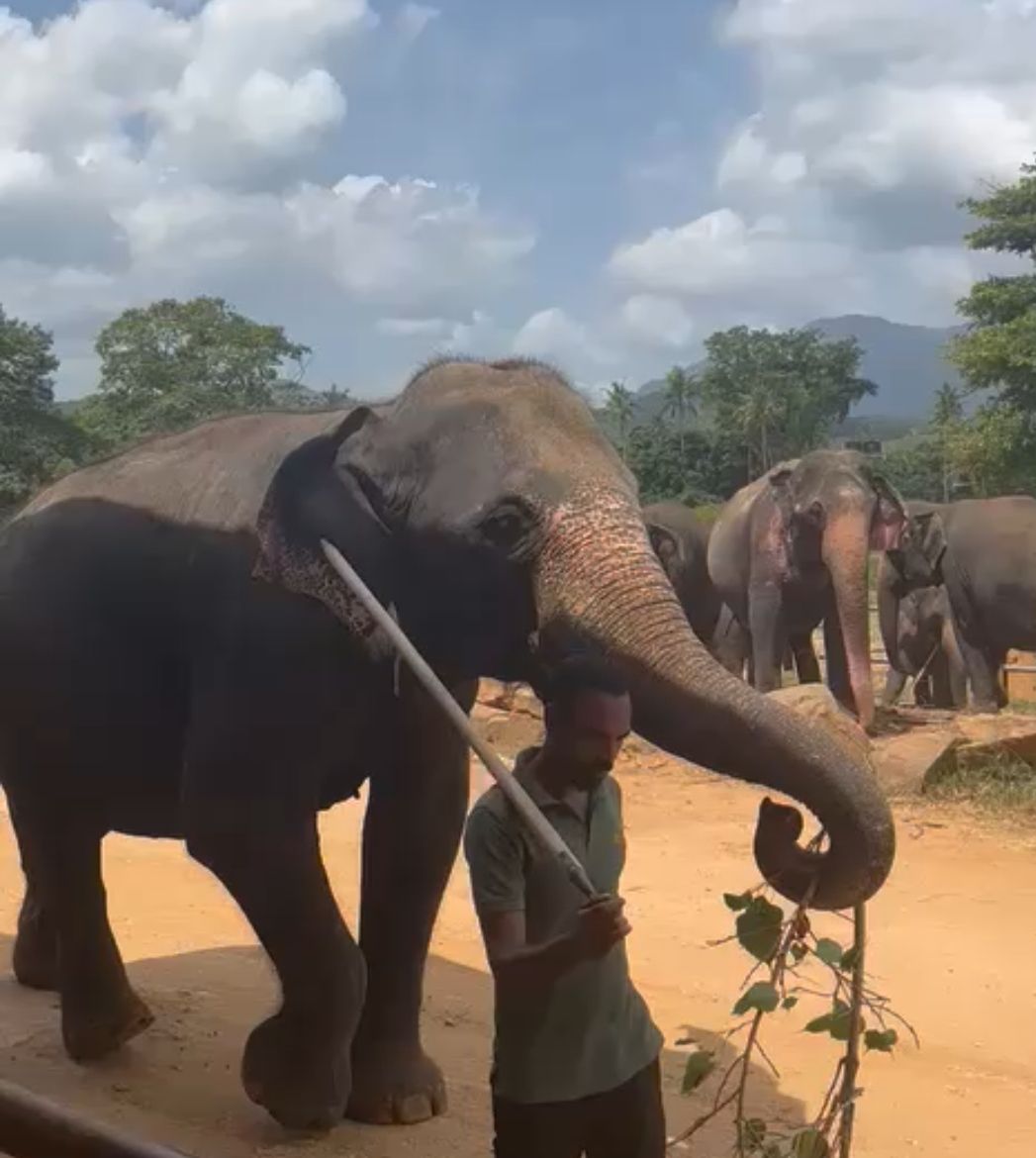 Насыщенная Кругосветка по Шри-Ланке за 8 дней (15/37)