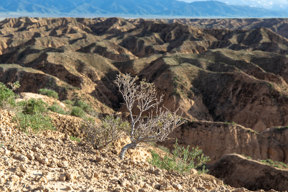 Красоты Тянь-Шаня. Из Казахстана в Кыргызстан и обратно. Две страны Центральной Азии. (20/45)