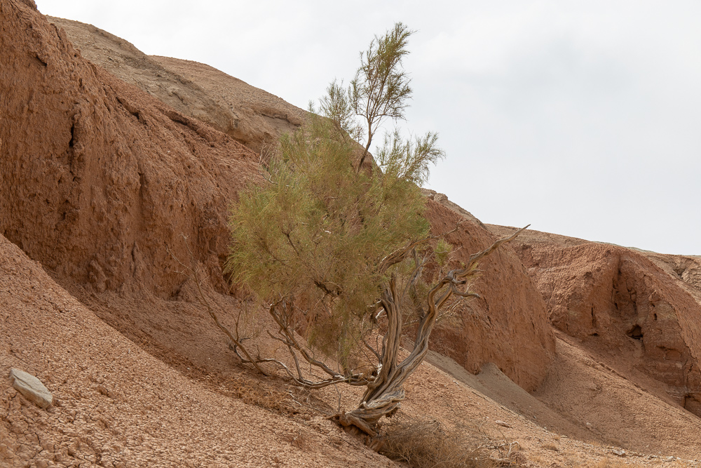 Золотое кольцо Семиречья (8/53)