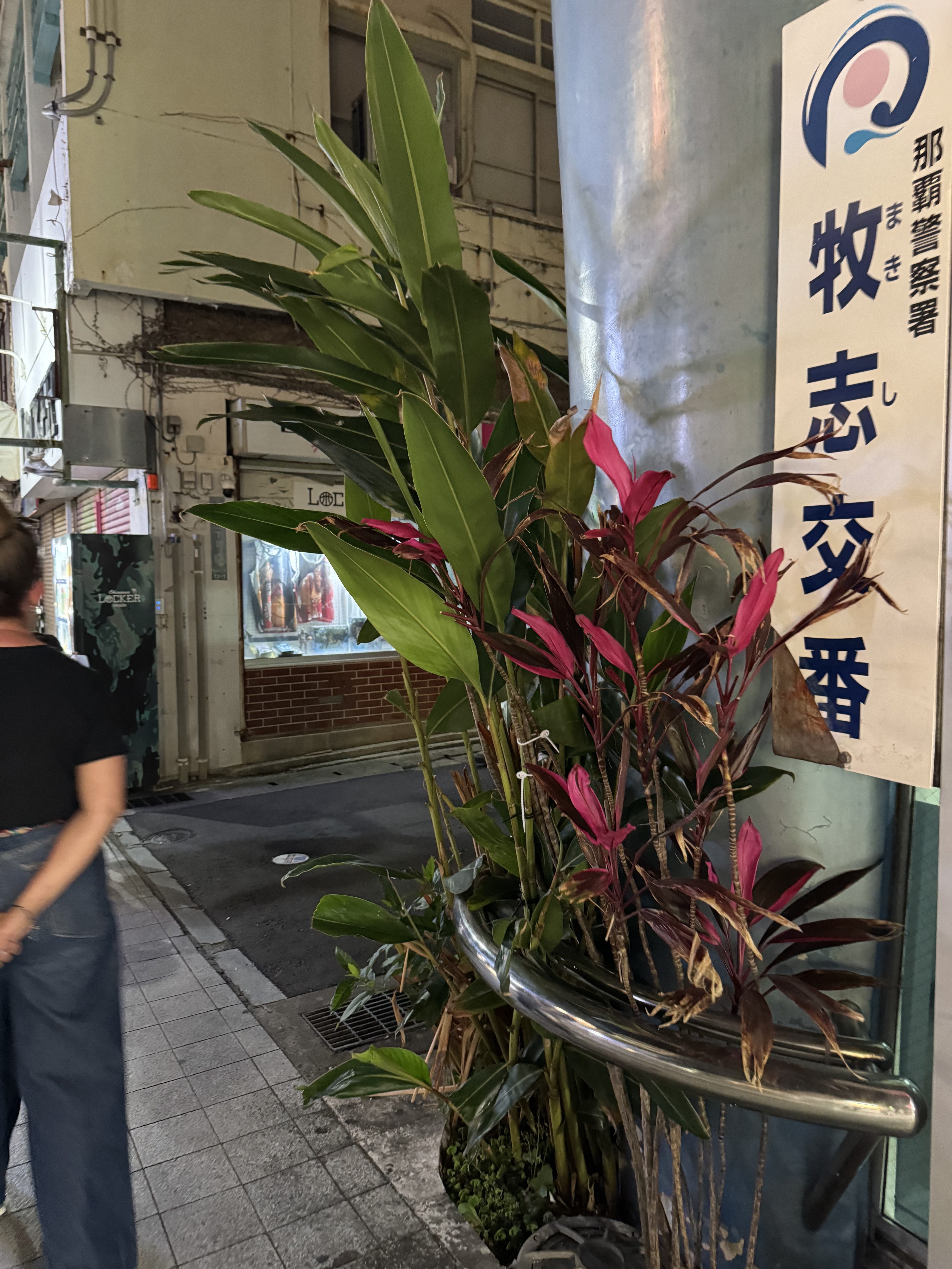 Окинава - Японские Гавайи! Тур на 2 острова в Тихом океане (15/56)