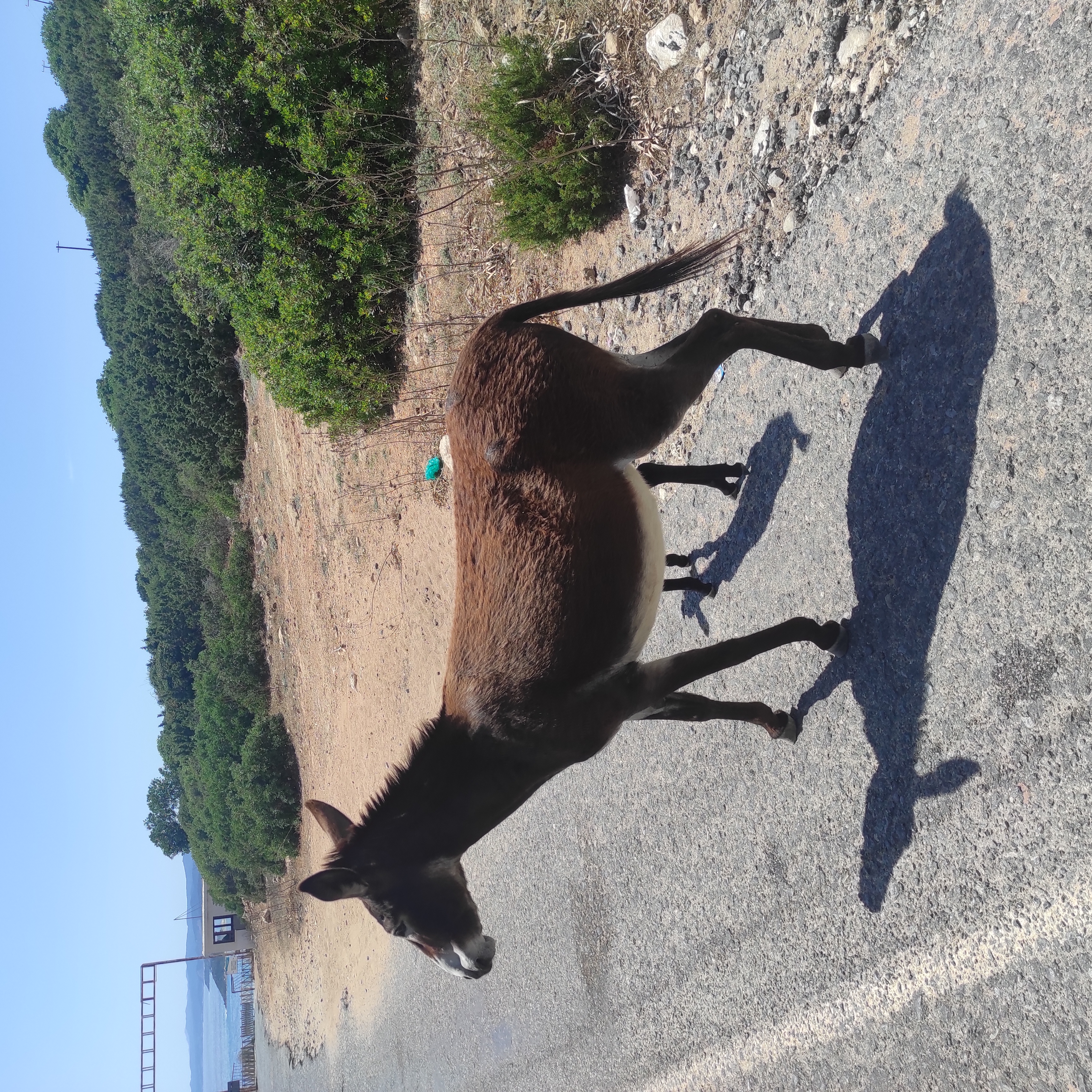 Стамбул & Северный Кипр 7ночей/8 дней (8/77)