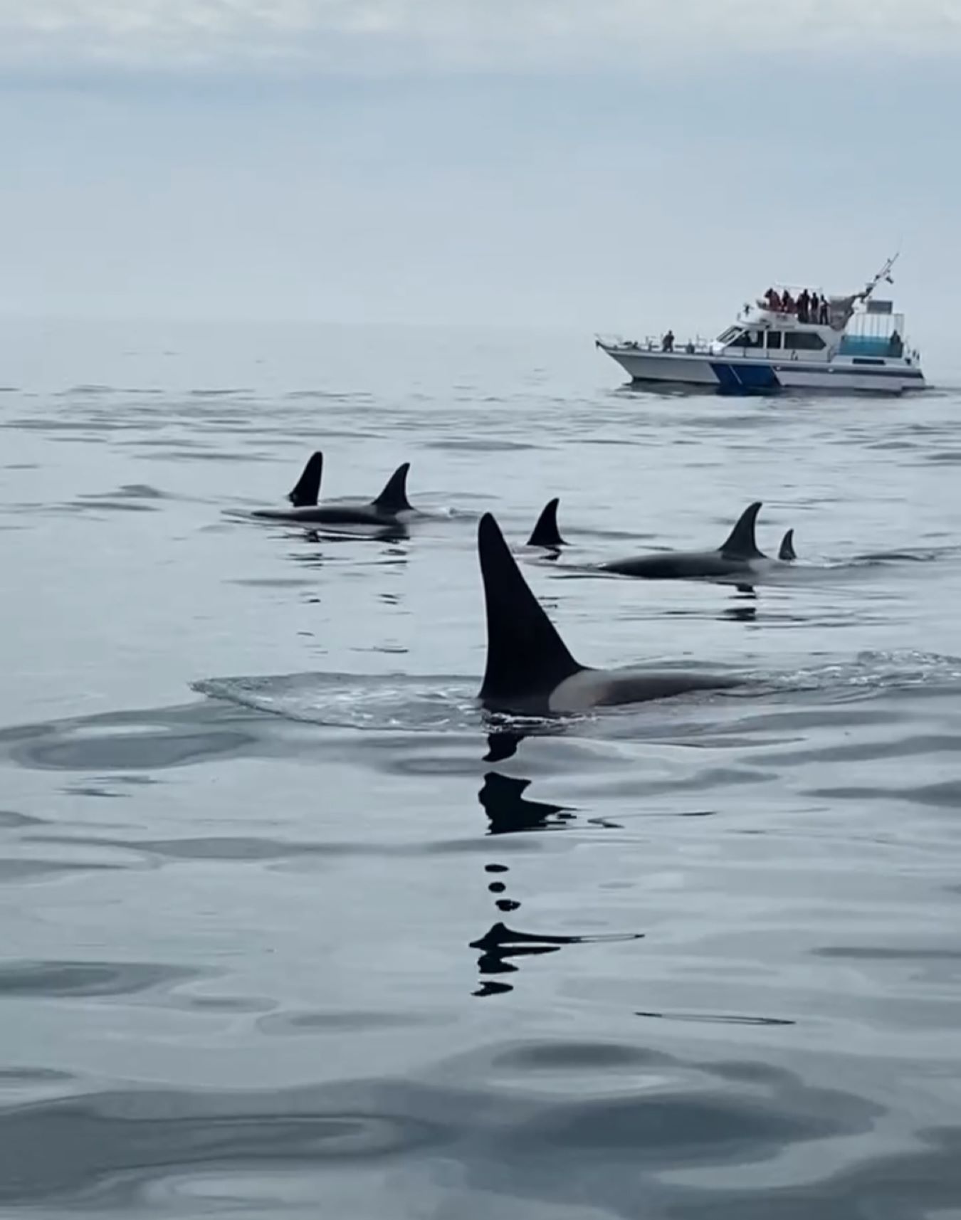 Хит Камчатки: более 20 локаций за 8 дней. Всё включено. (16/110)