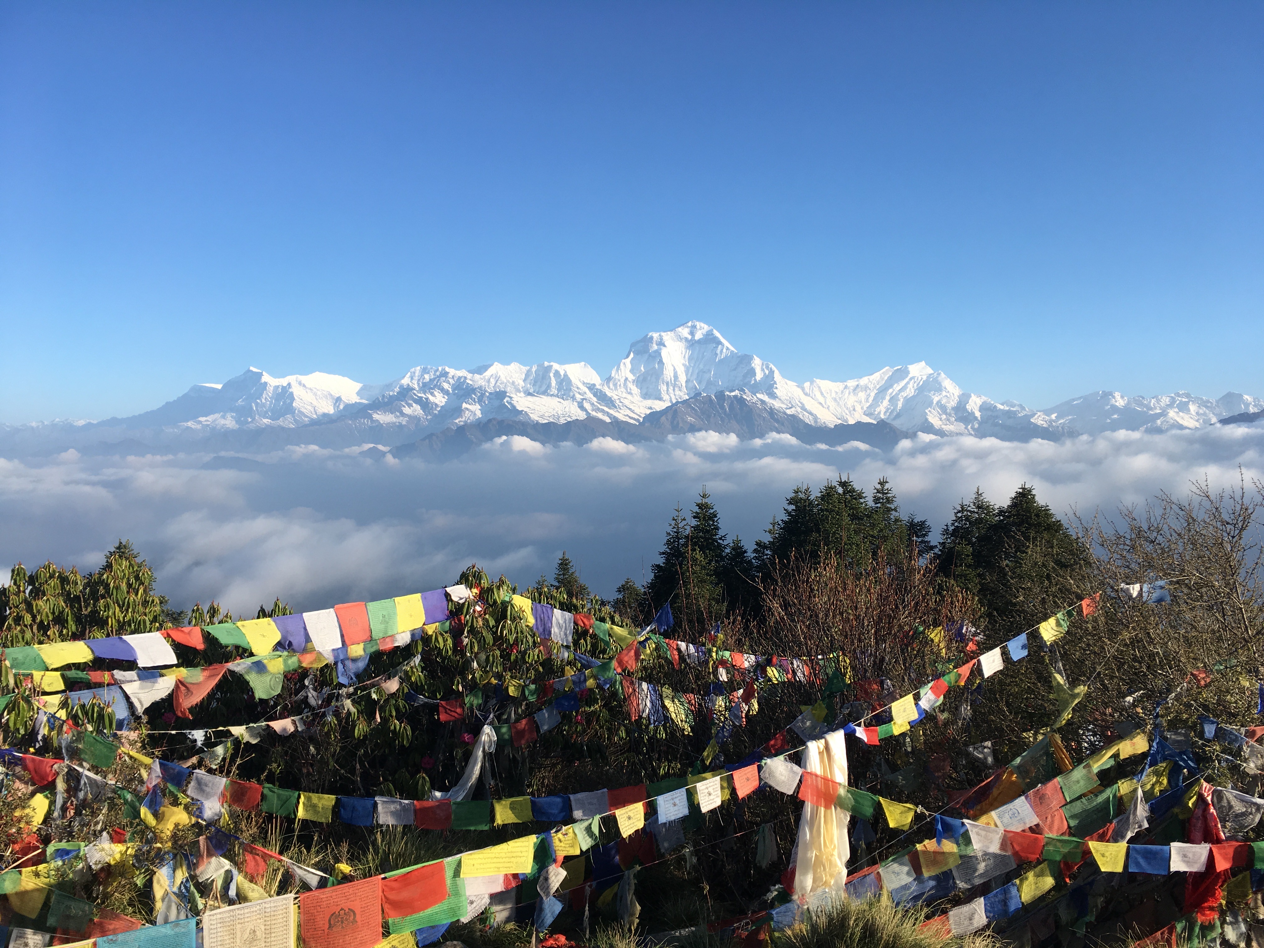 Цветок Непала (27/76)