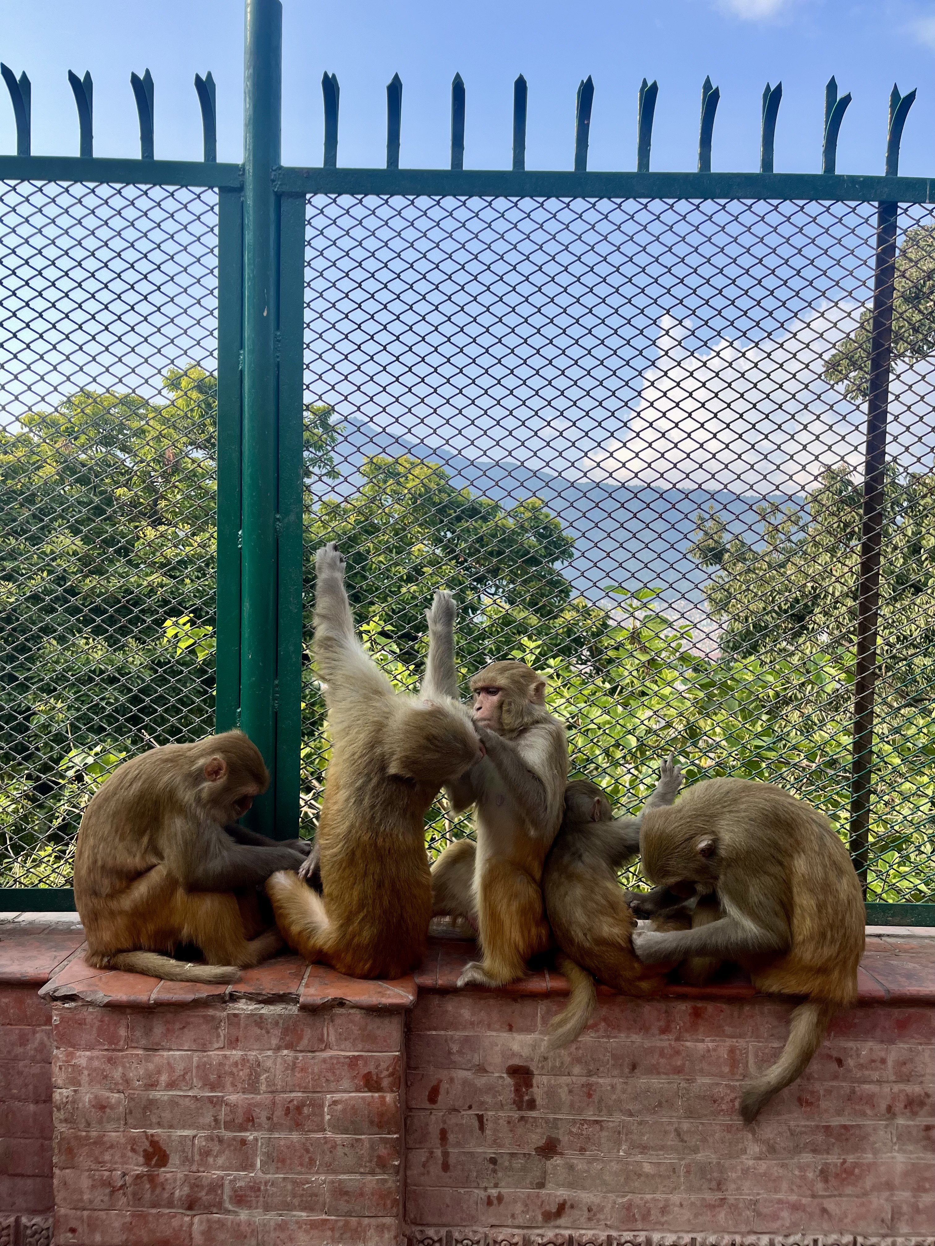 Цветок Непала (44/76)