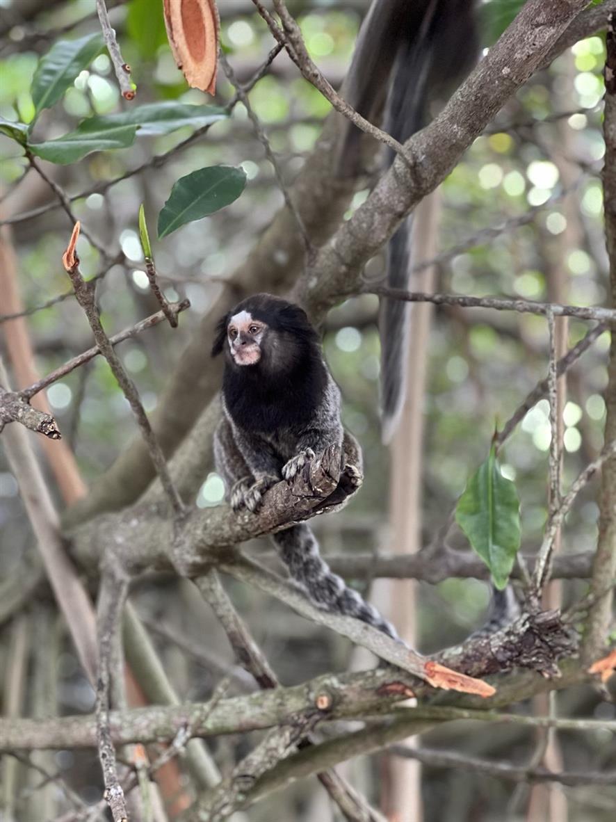 Карнавал в Рио + 3 полных дня Амазония + Водопады Игуасу (17/51)