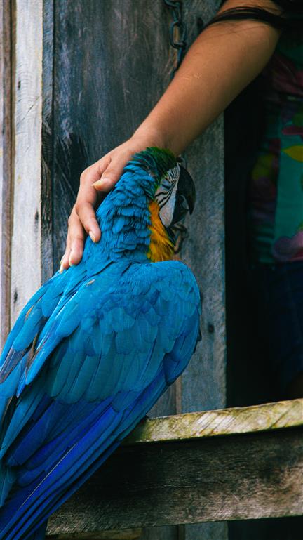 Карнавал в Рио + 3 полных дня Амазония + Водопады Игуасу (5/51)